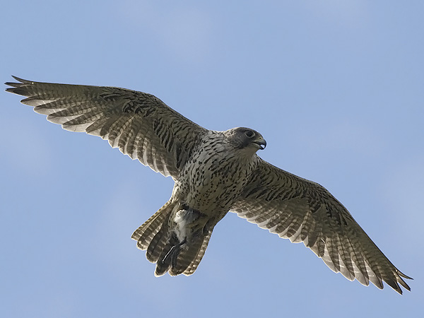 Tunturihaukka, Gyr Falcon, Falco rusticolus